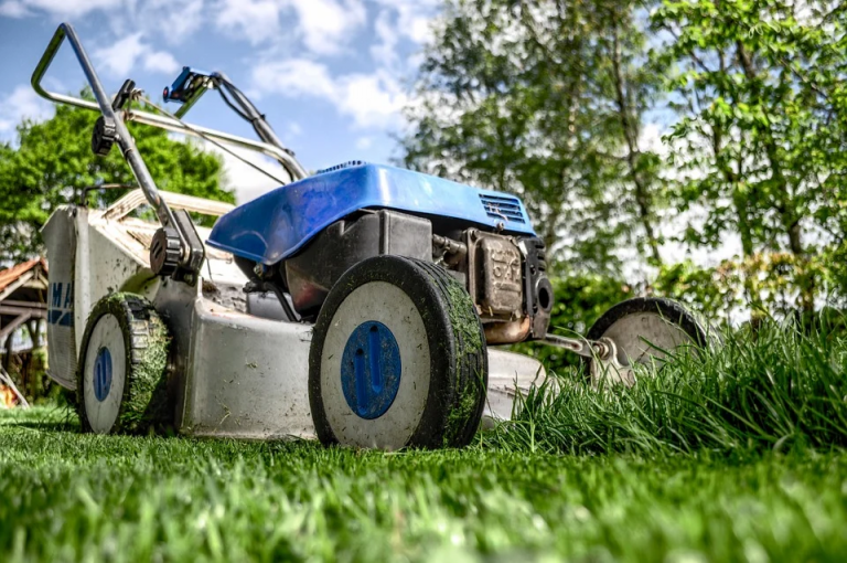 Supprimer gazon ou pelouse, c’est possible : voici les alternatives et substituts… faciles et pas cher !