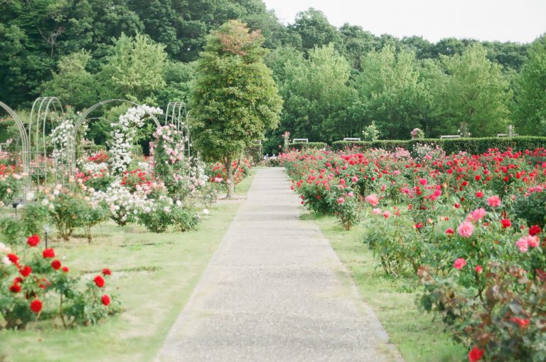 Vive le jardinage : Découvrez ses bienfaits !