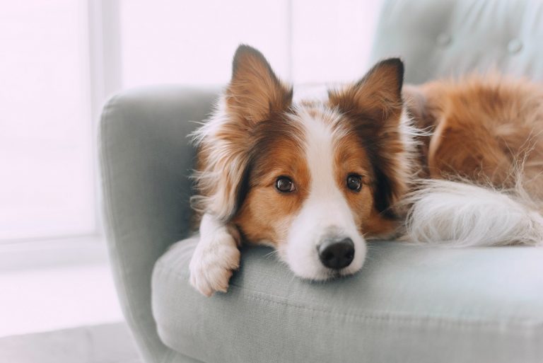 Comment apprendre la propreté à un chiot ?