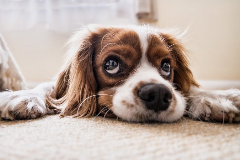 Les meilleurs noms mexicains pour les chiens