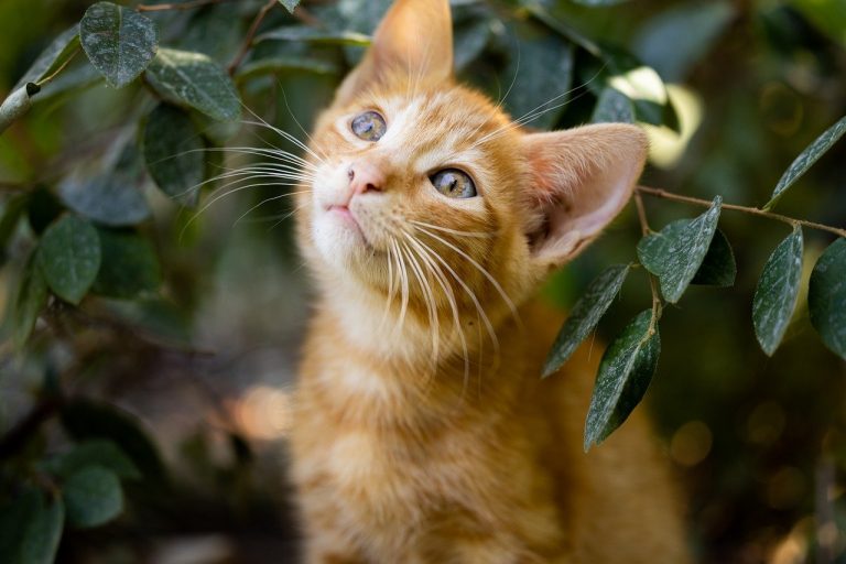 Laisser son chat sortir dehors ne pose-t-il pas de problème à la biodiversité ?