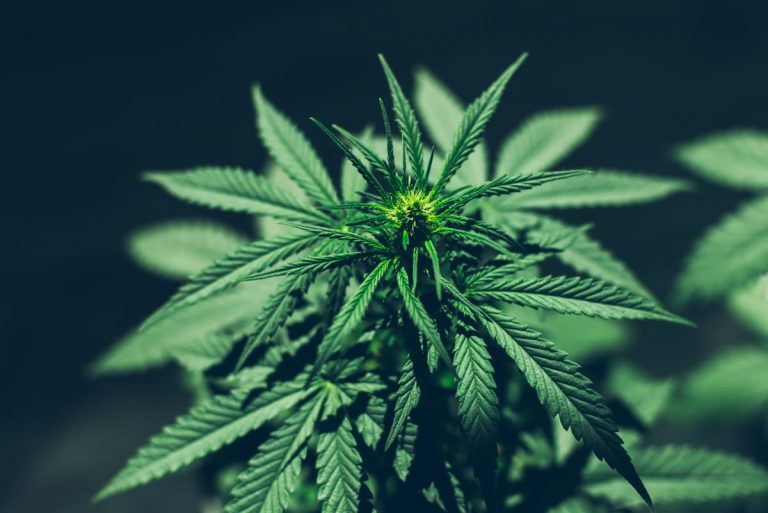 L’essentiel à savoir sur le CBGA