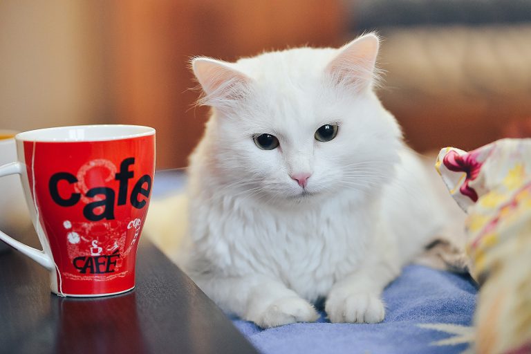 Bar à chat : Les meilleurs en France !