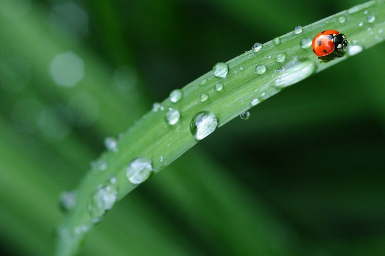 Pourquoi investir dans un récupérateur souple d’eau de pluie?