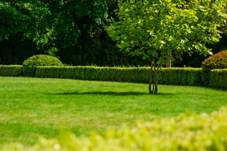 Entretien des pelouses en automne : Comment obtenir une pelouse saine au printemps ?